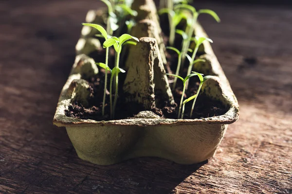 Reused Egg Box Tomato Seedlings Close Sustainable Home Gardening Connecting — Stock Photo, Image