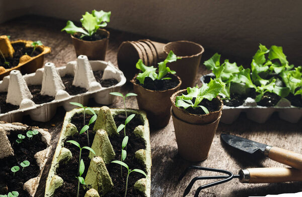 Reused egg trays and coconut biodegradable pots with seedlings on the dark wooden table with gardening tools, sustainable home gardening and environmentally friendly living concept