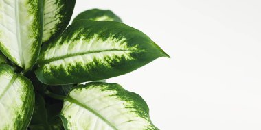 Dieffenbachia or Dumb cane plant green leaves close-up with copy space