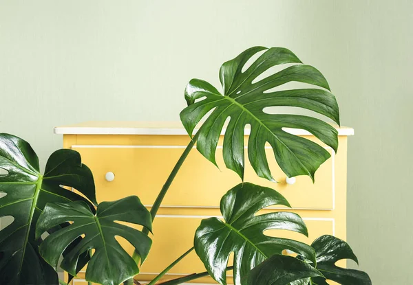 Monstera deliciosa or Swiss Cheese Plant close-up on the background of yellow furniture in the room, minimalistic and scandinavian style