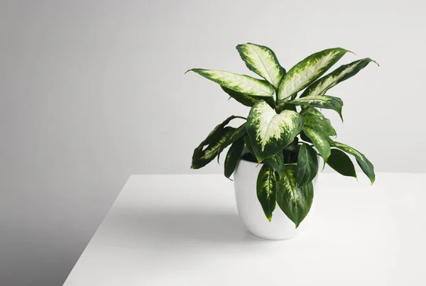 Dieffenbachia Dumb Cane Young Plant White Flower Pot White Table — ストック写真