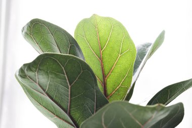 Fiddle Fig or Ficus Lyrata green leaves on the white background, close-up
