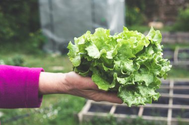A hand with young fresh salad in the garden, close up, spring gardening as hobby and natural food concept