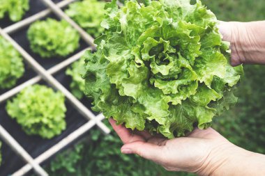 Fresh green salad in the hands of elderly woman in the garden, close up, spring gardening as hobby and natural food concept