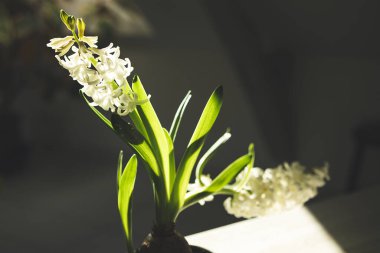 White hyacinth flower close-up in the sunlight