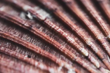 A seashell macro shot as a natural background, shallow DOF