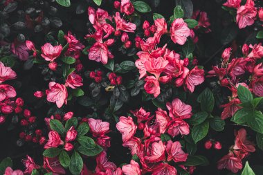 Beautiful pink flowers in the spring garden, as a beautiful natural background