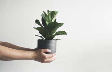 Hands holding Ficus Lyrata or Fiddle Fig young plant in a gray flower pot, minimalist and scandinavian style with copy space