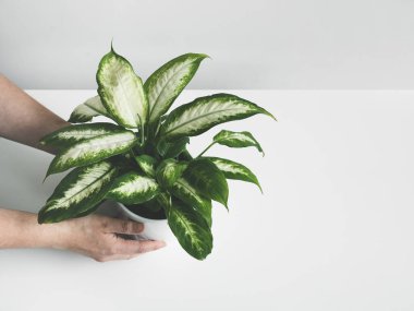 Hands placing dieffenbachia or dumb cane young plant on a white table, minimalist and scandinavian style with copy space