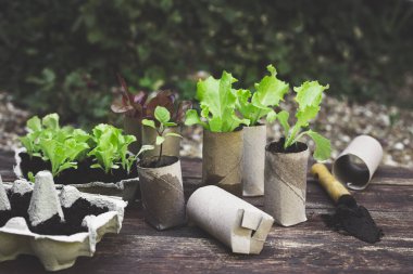 Seedlings in biodegradable pots made of toilet roll inner tubes and reused egg boxes, environmentally friendly living and plastic free