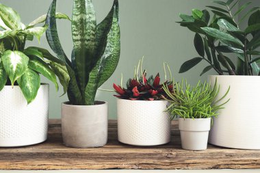 Various home plants - dieffenbachia, sansevieria, peperomia rosso, zamioculcas and senecio barbertonicus on a wooden table close-up