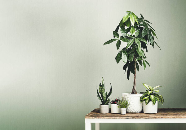 Pachira aquatica in a white flower pot, dieffenbachia, sansevieria, peperomia rosso and senecio barbertonicus houseplants on the wooden table