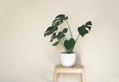 Monstera deliciosa or Swiss Cheese Plant in a whte flower pot isolated on a light background, minimalism and scandinavian style