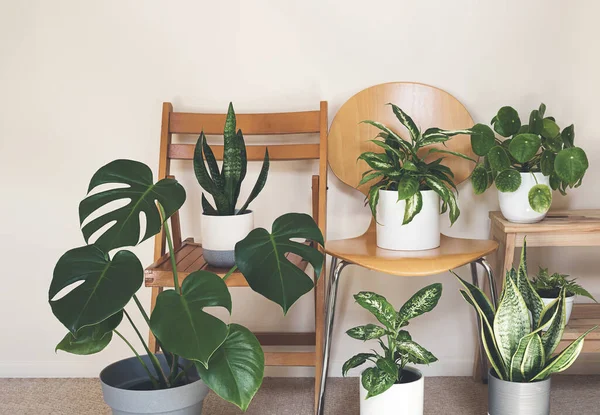 A variete of home plants: monstera, dieffenbachia, sansevieria, pilea on the chairs in the room, indoor garden concept