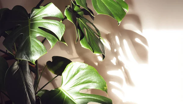 Beautiful leaves of Monstera deliciosa or Swiss cheese plant close-up in the sunlight and their shadow on the wall