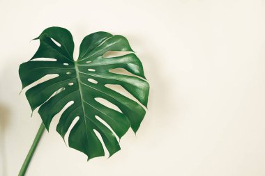 A leaf of Monstera deliciosa or Swiss cheese plant close-up on the light background with copy space, tropical leaves background