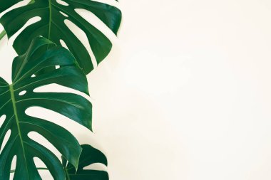Beautiful leaves of Swiss cheese plant or Monstera close-up on the light background with copy space
