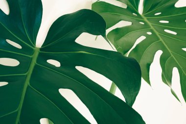 Beautiful leaves of Monstera deliciosa or Swiss cheese plant close-up as tropical leaves background