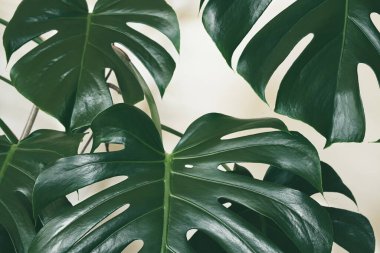 Leaves of Swiss cheese plant or Monstera deliciosa close-up as tropical leaves background