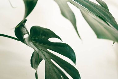 Leaves of Monstera or Swiss cheese plant close-up as tropical leaves background
