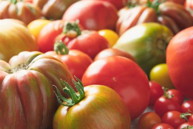 Variety of organic untreated multicolored tomatoes close-up