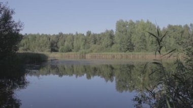 Moskova 'nın Noginsk bölgesinde küçük bir göl ve orman. Sudaki simetrik yansımalar