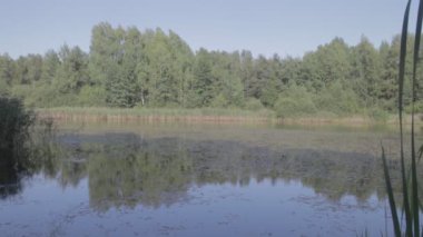 Moskova 'nın Noginsk bölgesinde küçük bir göl ve orman. Sudaki simetrik yansımalar