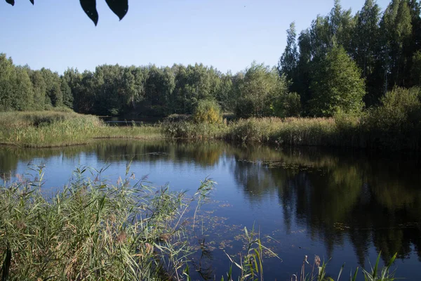 Orta Rusya 'da göl kenarında güneşli bir gün. Sudaki yansımalar. Sazlık çalıları