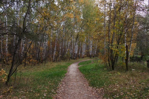 Autumn Forest October Moscow Region Russia Birch Trees Yellow Leaves — Stock Photo, Image