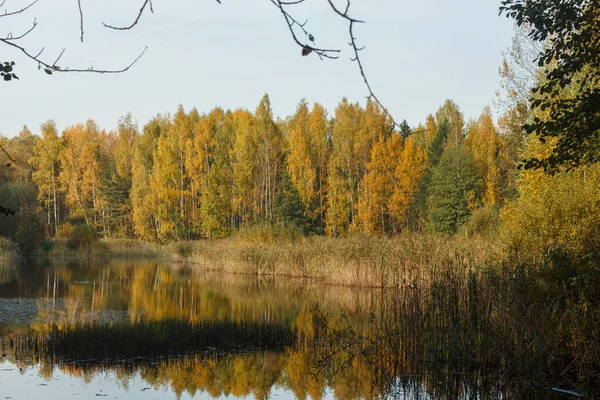 Małe Jezioro Rejonie Moskwy Rosja Żółte Liście Drzewach Październik — Zdjęcie stockowe