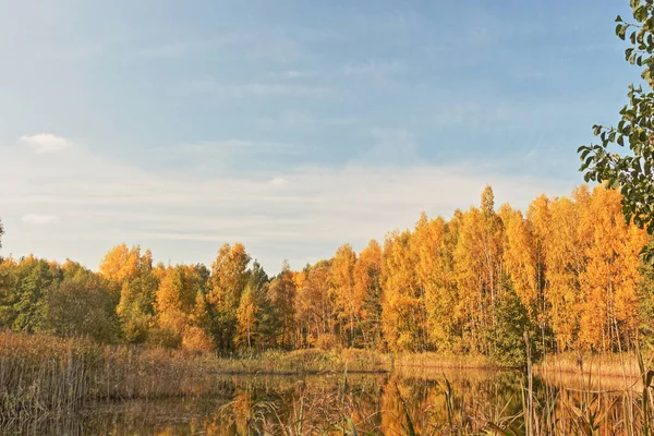 October Moscow Oblast Russia Yellow Trees Water Sedges Sunny Day — Stock Photo, Image