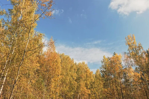 Яскравий Сонячний День Жовтні Ліс Березові Дерева Блакитне Небо — стокове фото