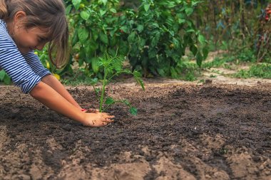 Çocuk bahçeye bir bitki ekiyor. Seçici odaklanma. Doğa.