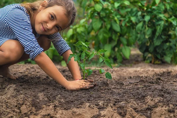 Anak Itu Menanam Tanaman Kebun Itu Fokus Selektif Alam — Stok Foto