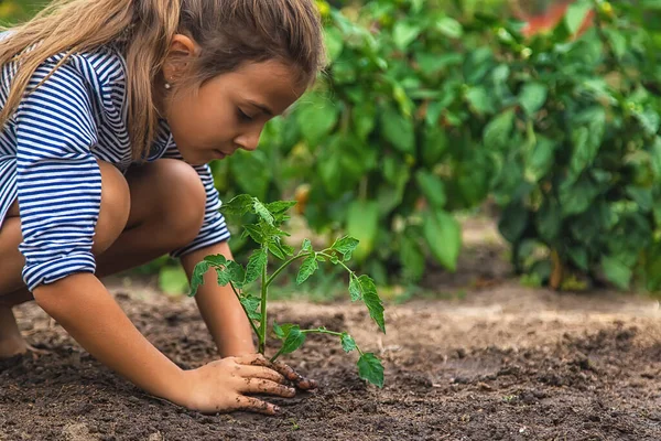 Anak Itu Menanam Tanaman Kebun Itu Fokus Selektif Alam — Stok Foto