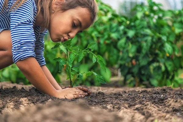 Anak Itu Menanam Tanaman Kebun Itu Fokus Selektif Alam — Stok Foto