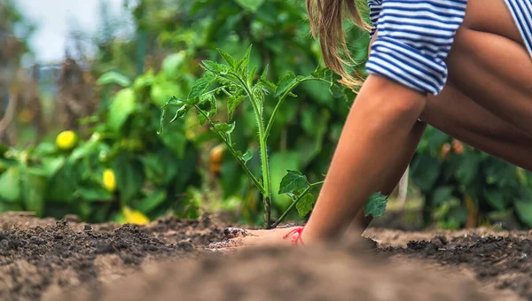 Criança Está Plantando Uma Planta Jardim Foco Seletivo Natureza — Fotografia de Stock