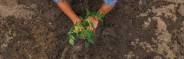 Criança Está Plantando Uma Planta Jardim Foco Seletivo Natureza — Fotografia de Stock