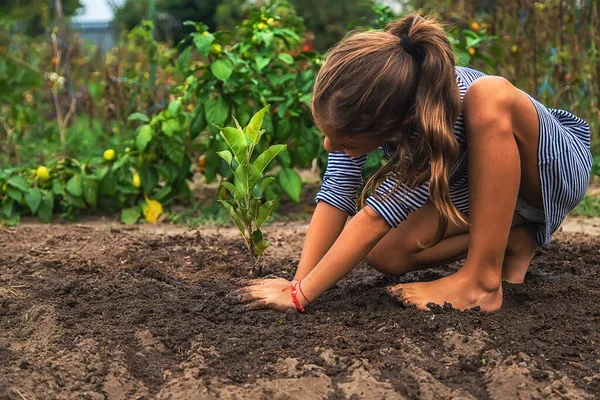 Anak Itu Menanam Tanaman Kebun Itu Fokus Selektif Alam — Stok Foto