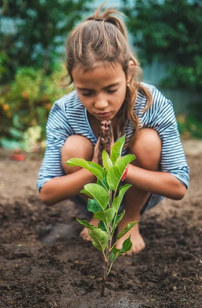 Anak Itu Menanam Tanaman Kebun Itu Fokus Selektif Alam — Stok Foto