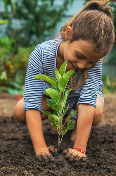 The child is planting a plant in the garden. Selective focus. Nature.