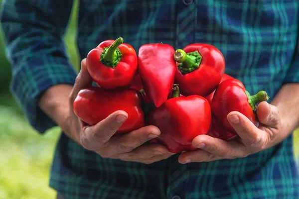 Een Man Boer Houdt Een Oogst Pepers Zijn Handen Selectieve — Stockfoto