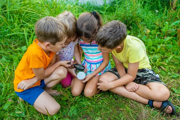 子供たちは自然の虫眼鏡を見ています 選択的フォーカス — ストック写真