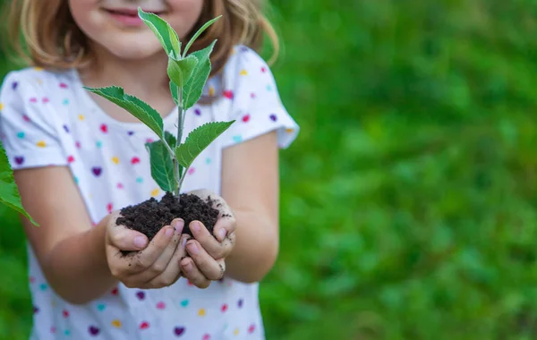 Los Niños Observan Árboles Plantas Sostienen Sus Manos Enfoque Selectivo —  Fotos de Stock