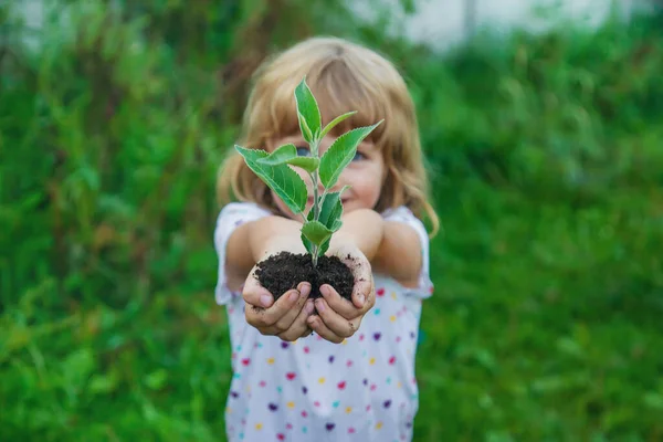 Crianças Vêem Plantar Árvores Seguram Nas Mãos Foco Seletivo Crianças — Fotografia de Stock