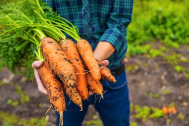 Çiftçi bir adam elinde havuç hasadı tutuyor. Seçici odaklanma. Yiyecek..