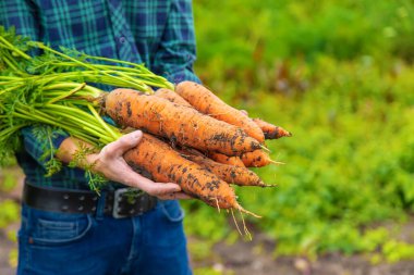 Çiftçi bir adam elinde havuç hasadı tutuyor. Seçici odaklanma. Yiyecek..