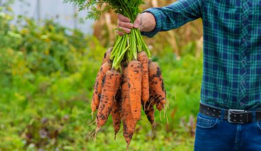 Çiftçi bir adam elinde havuç ve pancar hasadı tutuyor. Seçici odaklanma. Yiyecek..