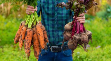 Çiftçi bir adam elinde havuç ve pancar hasadı tutuyor. Seçici odaklanma. Yiyecek..