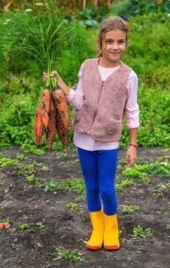Çocuk bir havuç hasadı tutuyor. Seçici odaklanma. Yiyecek..